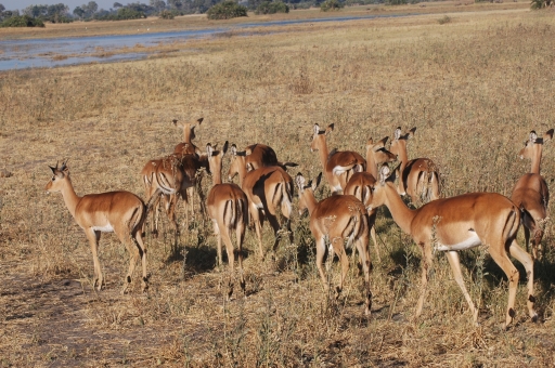 Another impala pic 